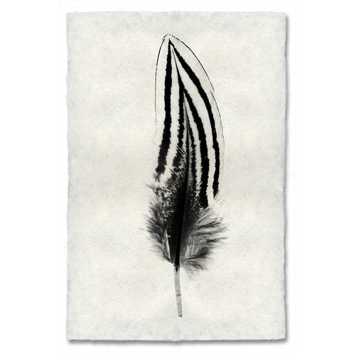 FEATHER STUDY #2