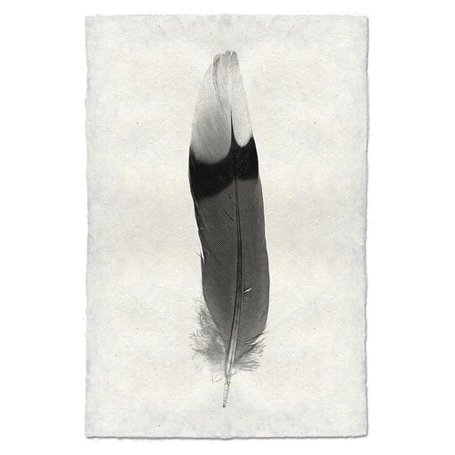 FEATHER STUDY #9